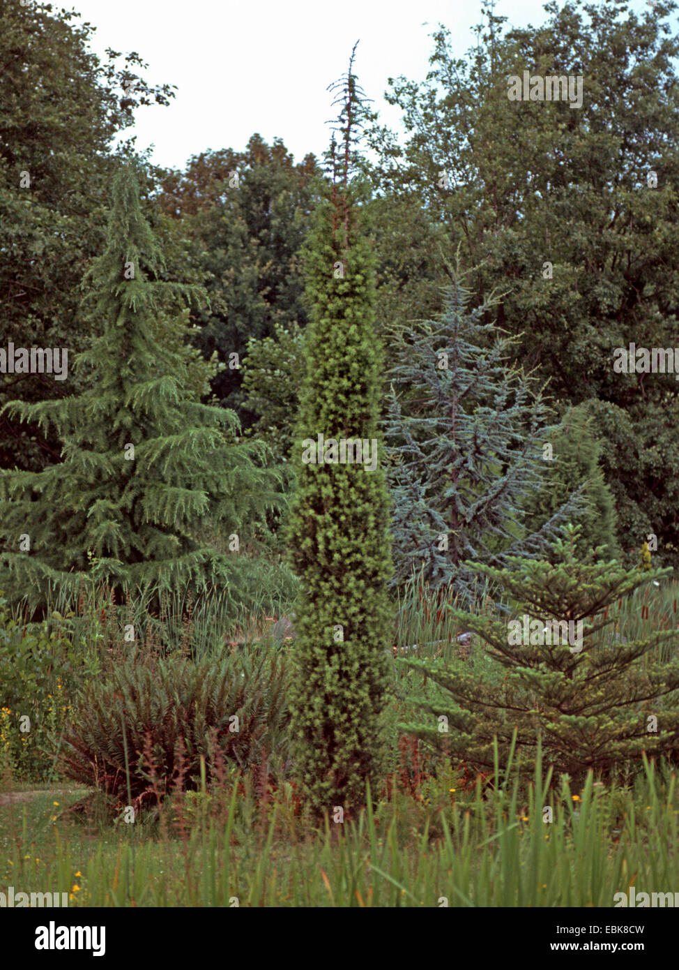 Syrian juniper (Juniperus drupacea, Arceuthos drupacea), columnar form Stock Photo