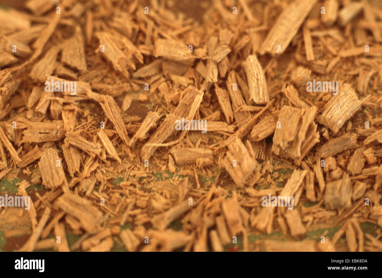 White sandalwood, Indian sandalwood (Santalum album), shredded wood Stock Photo