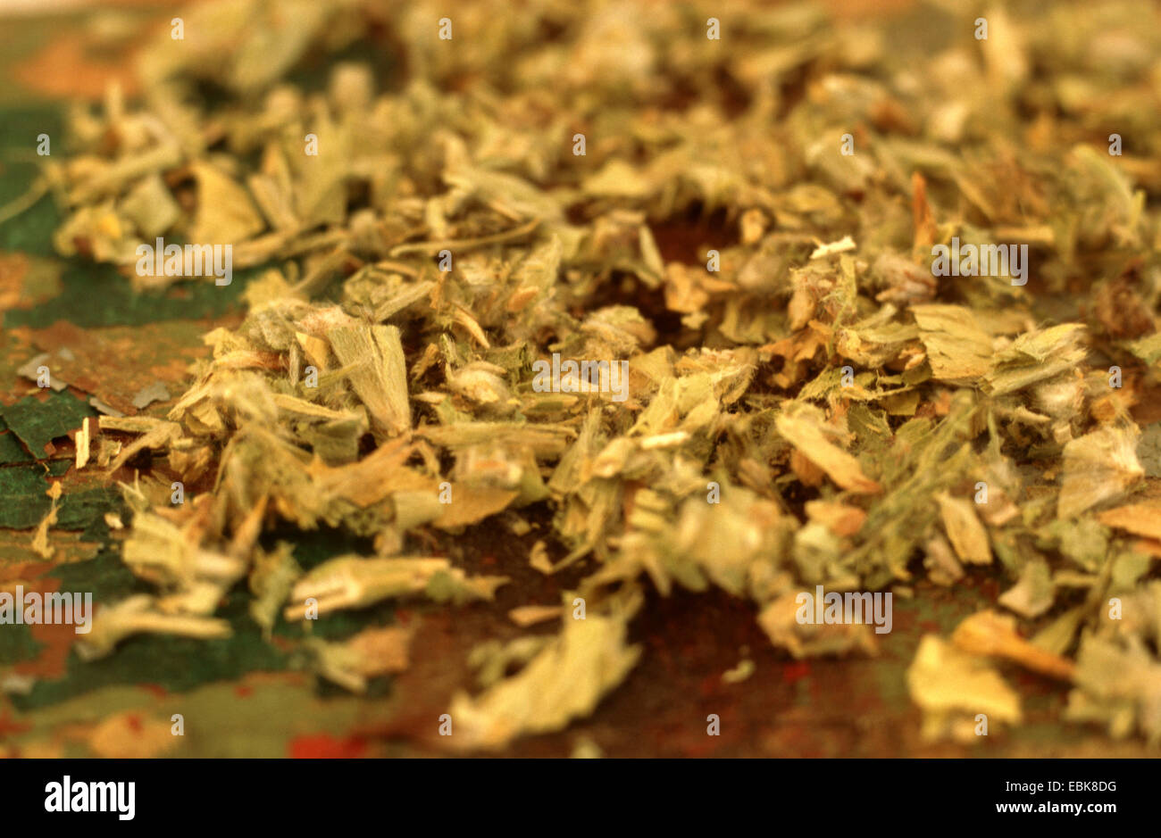 Greak Mountain Tea, Cretan Mountain Tea (Sideritis scardica), dried leaves Stock Photo