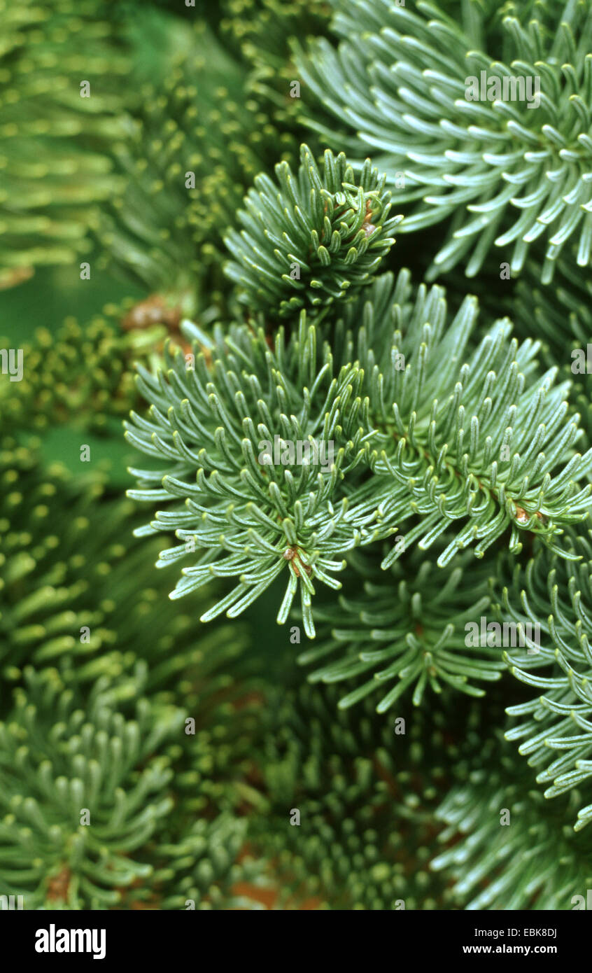 Noble fir, Red fir, White fir (Abies procera, Abies nobilis), branches Stock Photo