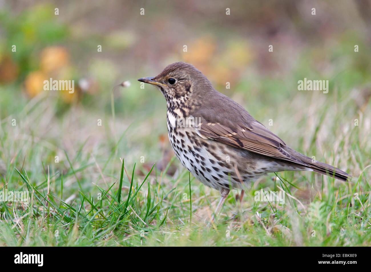 song thrush (Turdus philomelos), sitting in a meadow, Germany, Schleswig-Holstein, Heligoland Stock Photo