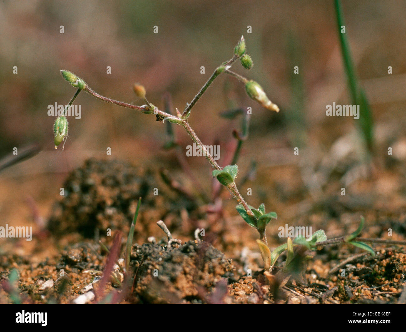 Little mouse-ear, Five-stamen mouse-ear chickweed (Cerastium semidecandrum), fruiting, on sand , Germany Stock Photo