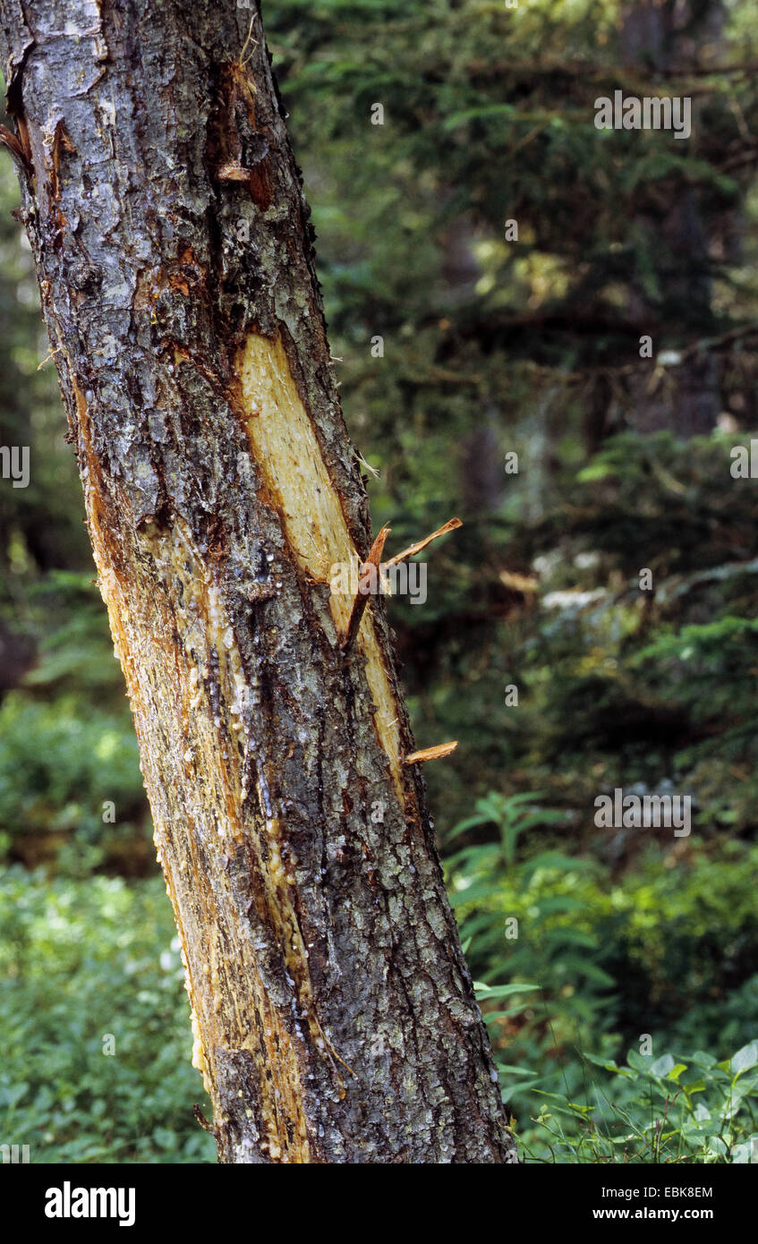 moose, elk (Alces alces), trunk of a pine with feeding damage by a moose Stock Photo