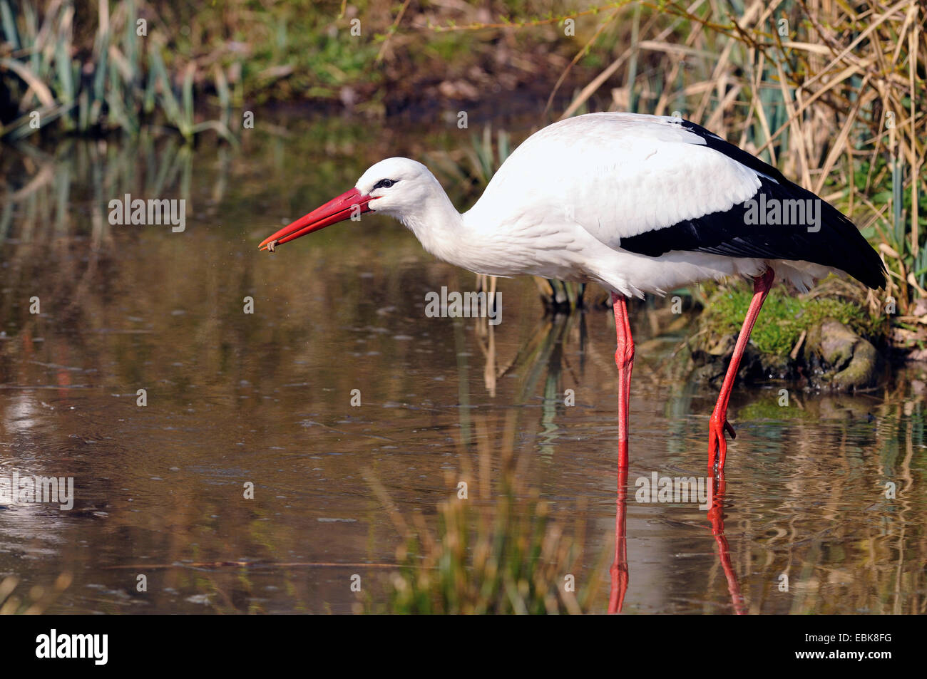 white stork (Ciconia ciconia), on the feed in a pond, Germany Stock Photo