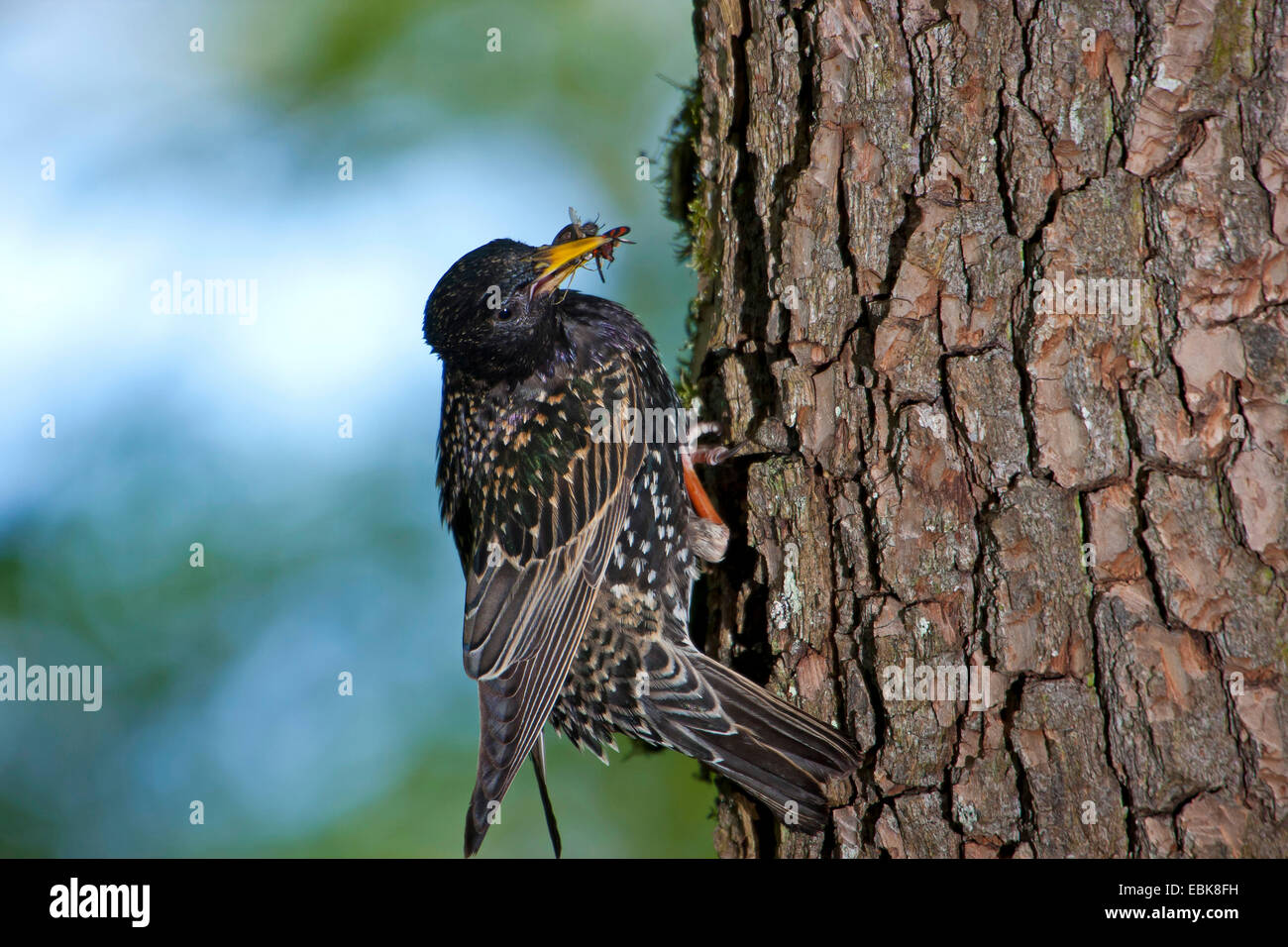 common starling (Sturnus vulgaris), with prey in its beak, Switzerland, Sankt Gallen Stock Photo