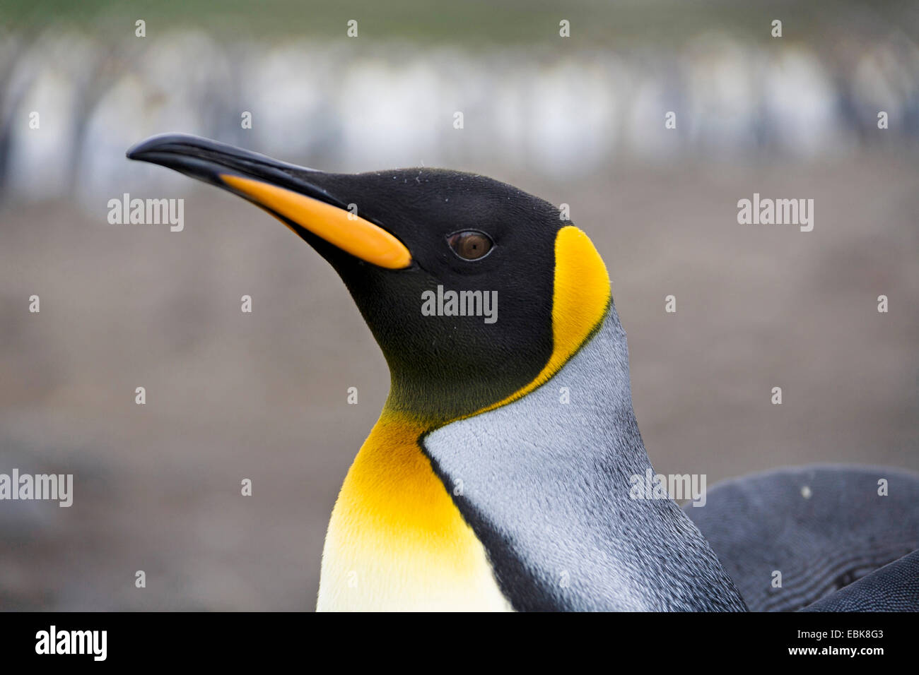 king penguin (Aptenodytes patagonicus), portrait of a bird, Suedgeorgien, Salisbury Plains Stock Photo