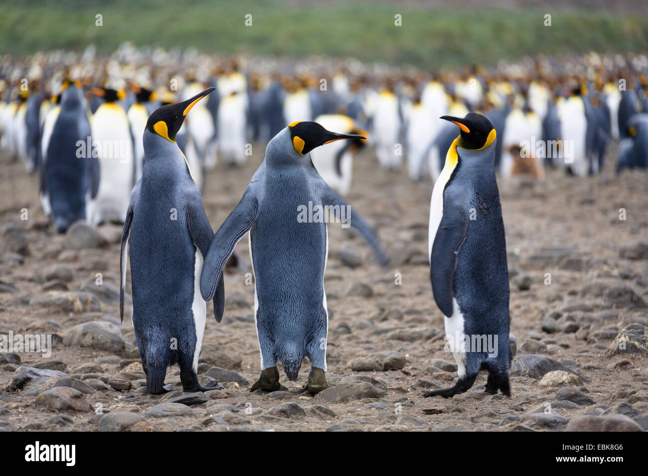 king penguin (Aptenodytes patagonicus), colony at the beach, Suedgeorgien, Salisbury Plains Stock Photo