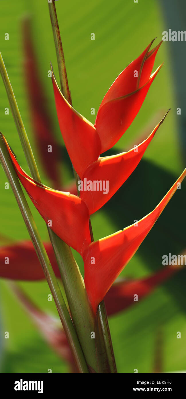 wild plantain (Heliconia spec.), inflorescence Stock Photo
