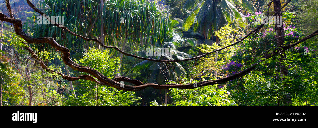 tropical rainforest with liane, Thailand, Khao Sok National Park Stock Photo