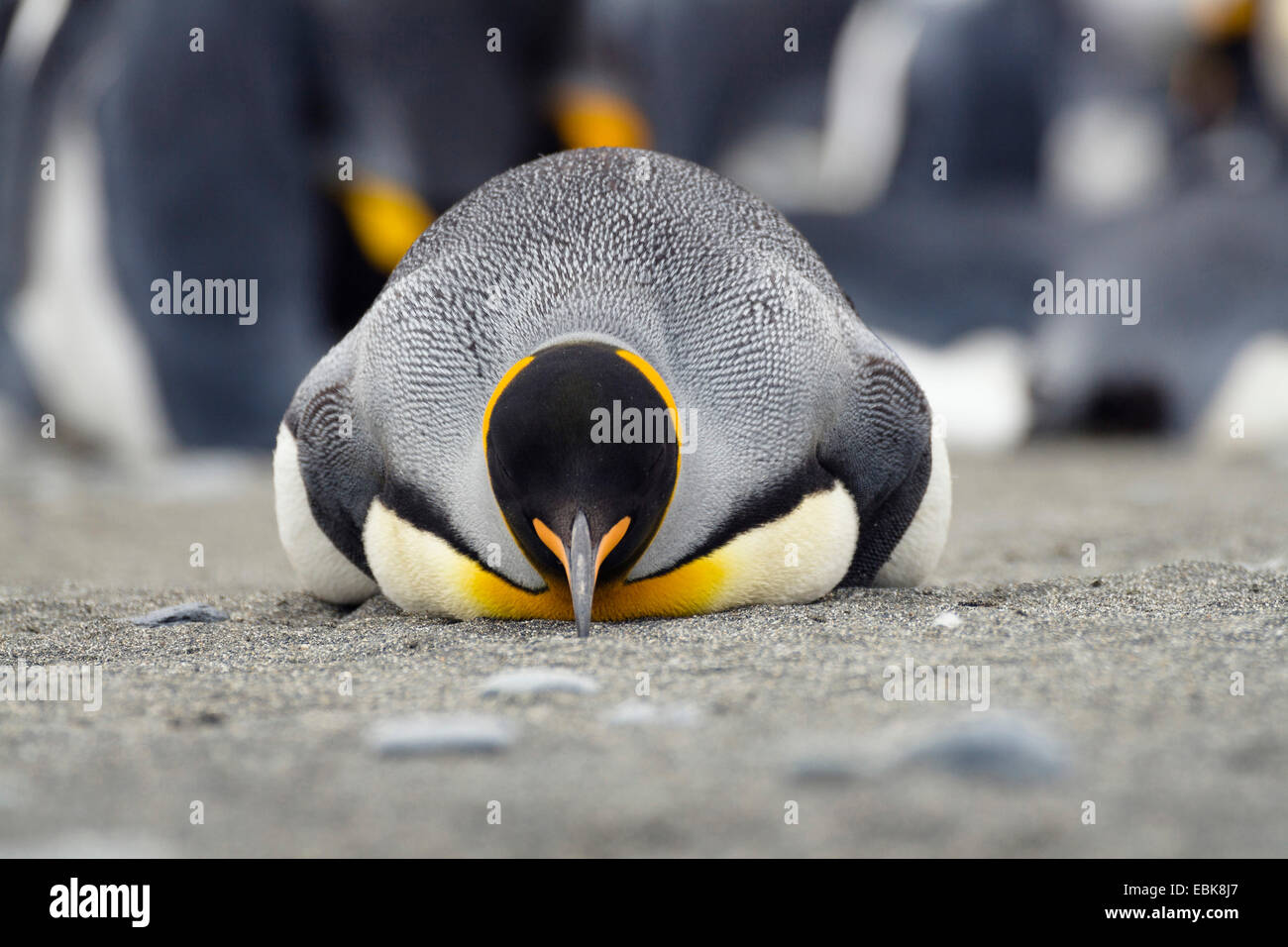 king penguin (Aptenodytes patagonicus), resting on the belly in a breeding colony, Suedgeorgien, Salisbury Plains Stock Photo
