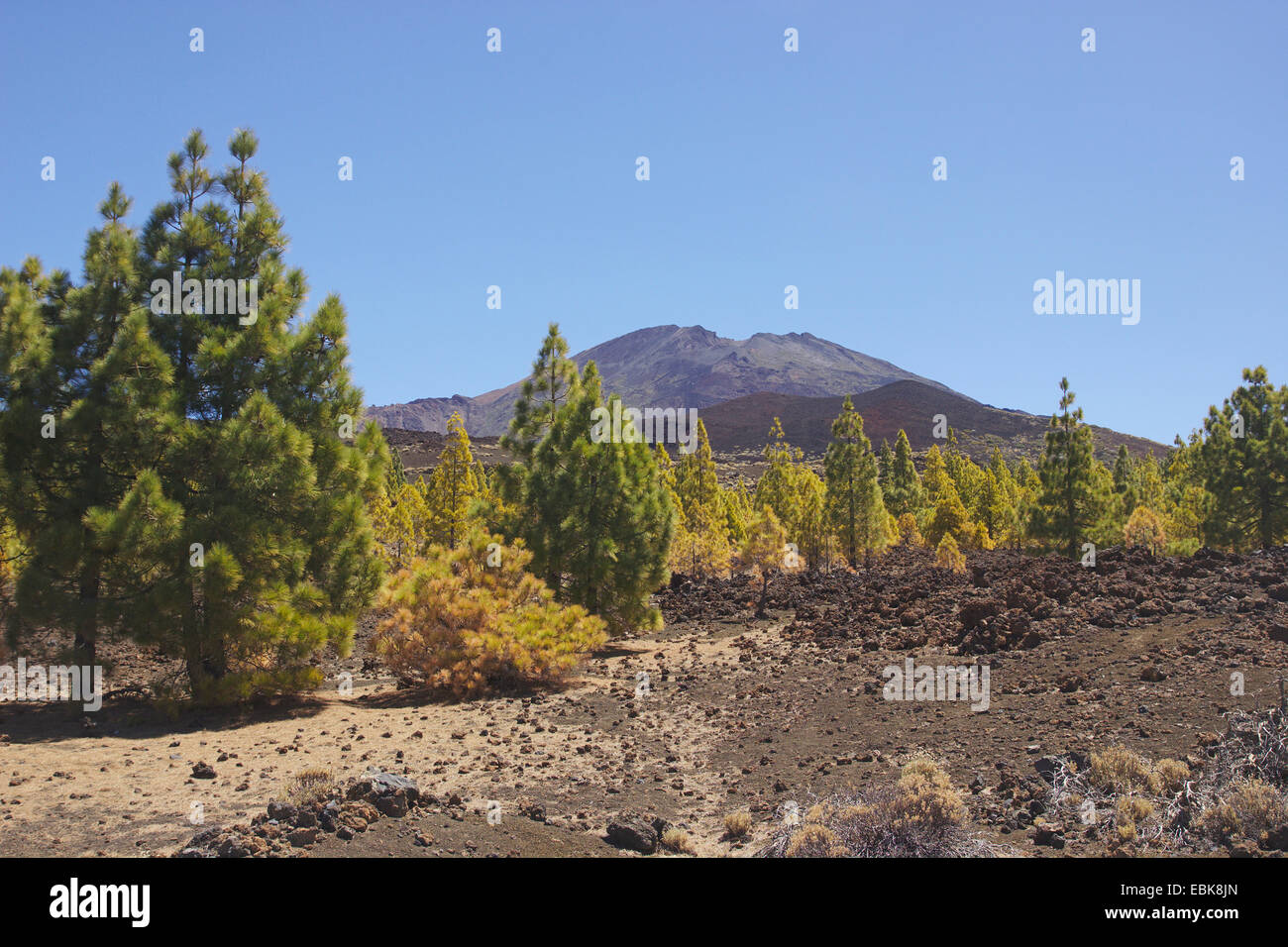 Canary pine (Pinus canariensis), pine forest at Pico Viejo, Canary Islands, Tenerife, Teide National Park Stock Photo