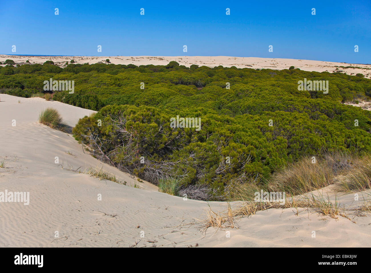 wandering sand dune slopping a pine wood, Spain, Andalusia, Coto De Donana National Park Stock Photo