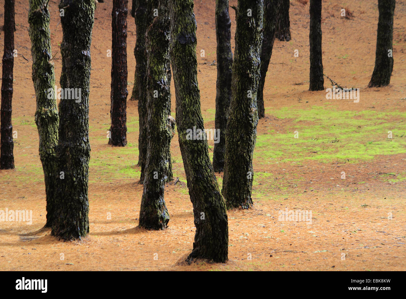 Canary Pine Pinus Canariensis Forest Floor In A Pine Forest Stock Photo Alamy Canary Pine Pinus Canariensis Forest Floor In A Pine Forest Stock Photo Alamy