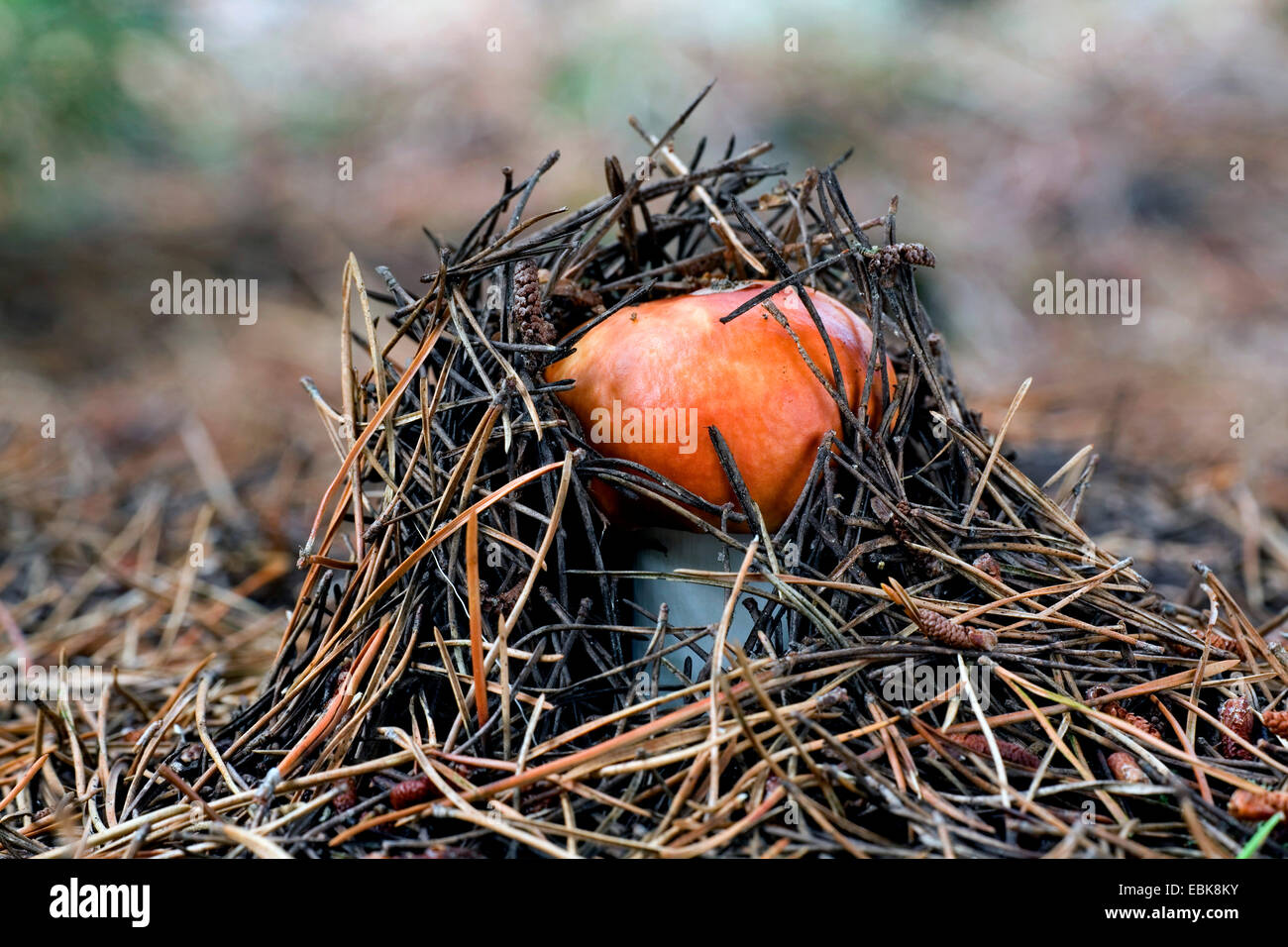 Copper brittlegill, Red-capped Russula  (Russula decolorans), braking through the forestground with pine needles, Denmark, Jylland Stock Photo