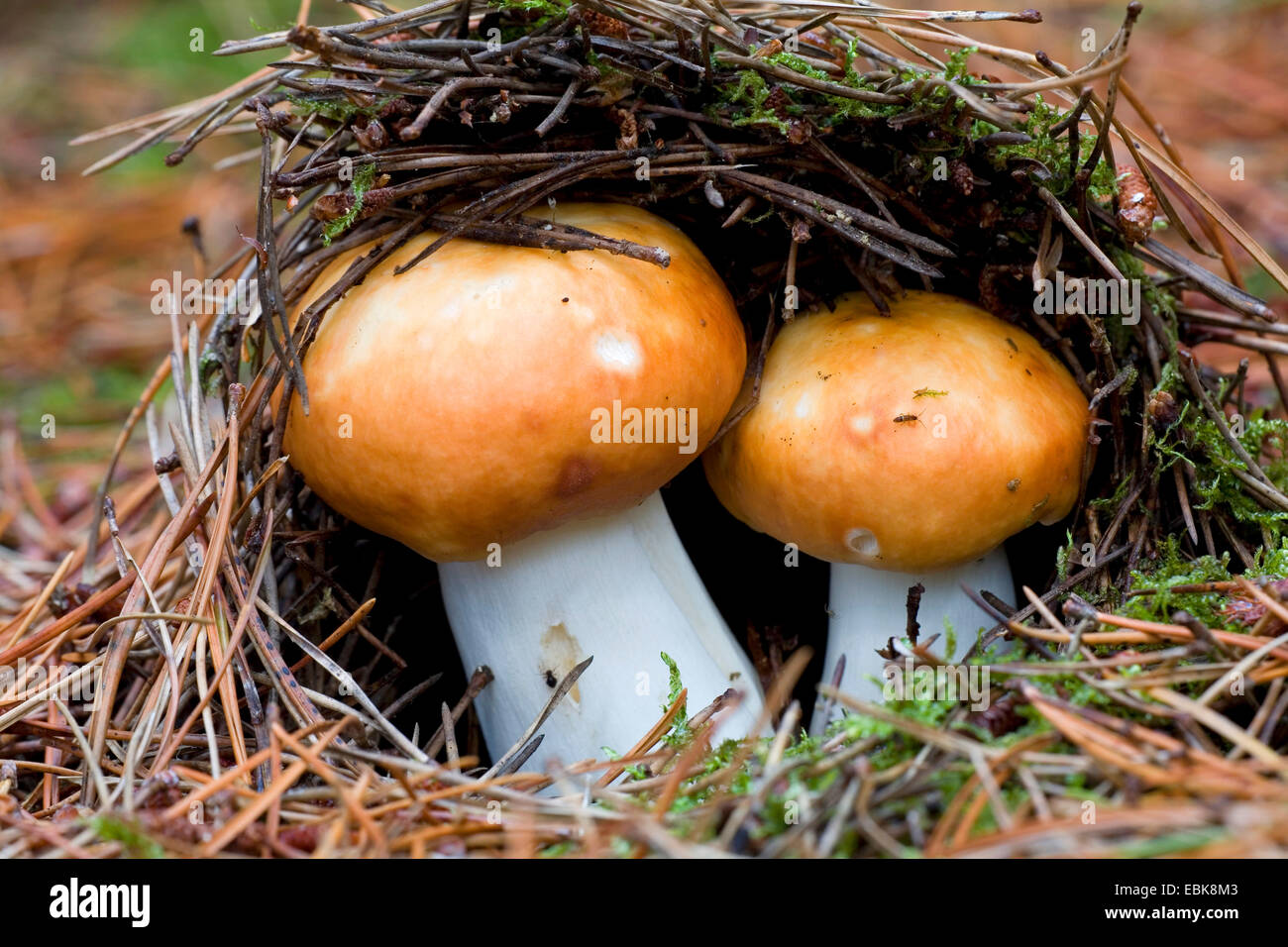 Copper brittlegill, Red-capped Russula  (Russula decolorans), on forestground with pine needles, Denmark, Jylland Stock Photo