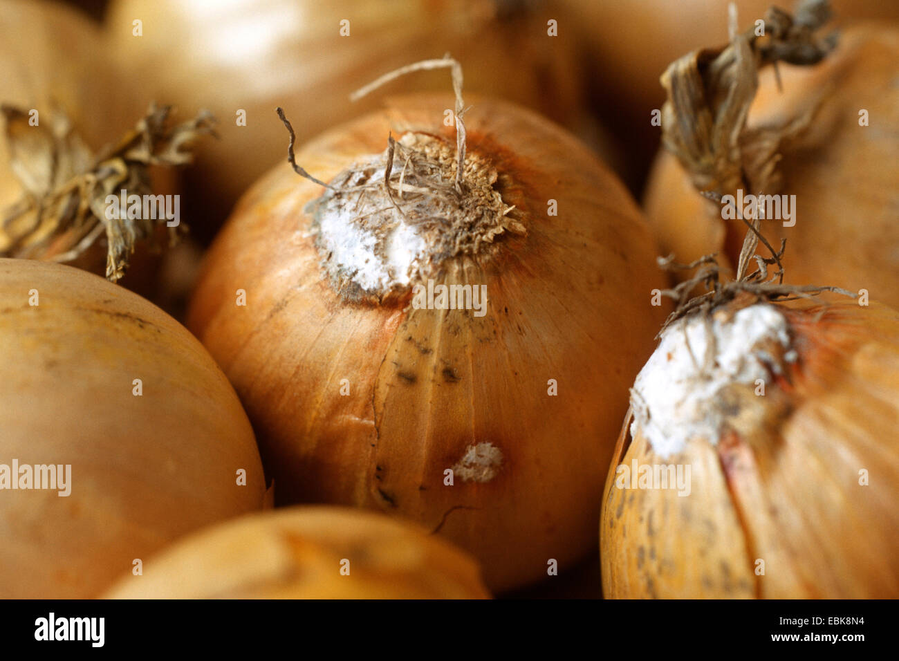 Garden onion, Bulb Onion, Common Onion (Allium cepa), with damage by Sclerotium cepivorum Stock Photo