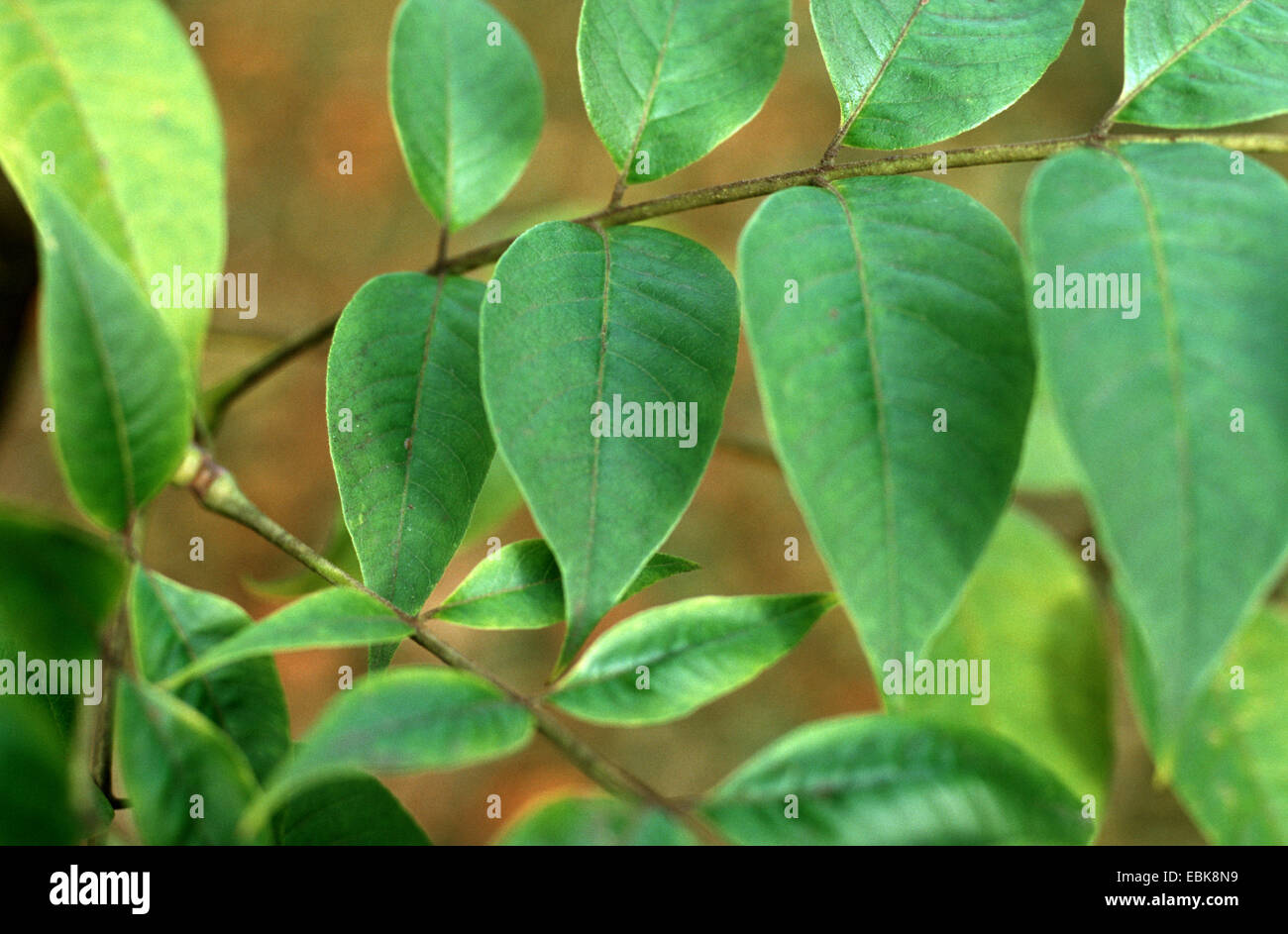 Japanese cork tree (Phellodendron japonicum), leaves Stock Photo Alamy