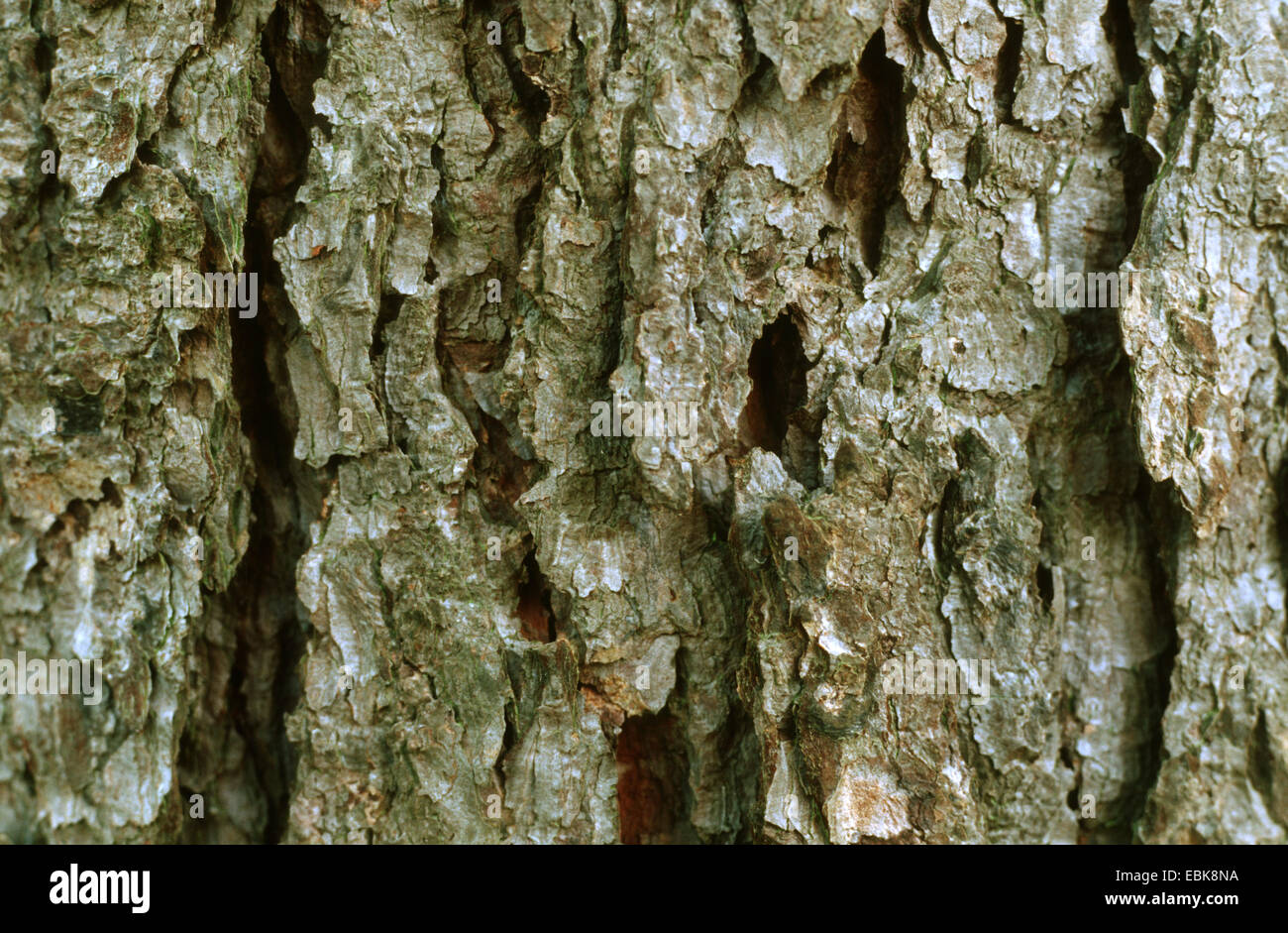 Japanese larch (Larix kaempferi), bark Stock Photo