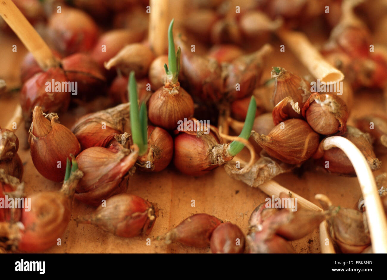 potato onion (Allium cepa var. proliferum, Allium cepa Proliferum), sprouting bulbs Stock Photo