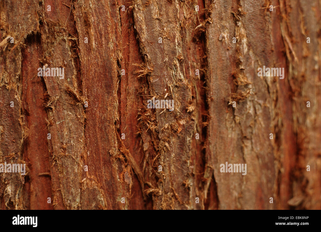 red cedar (Thuja plicata), bark Stock Photo