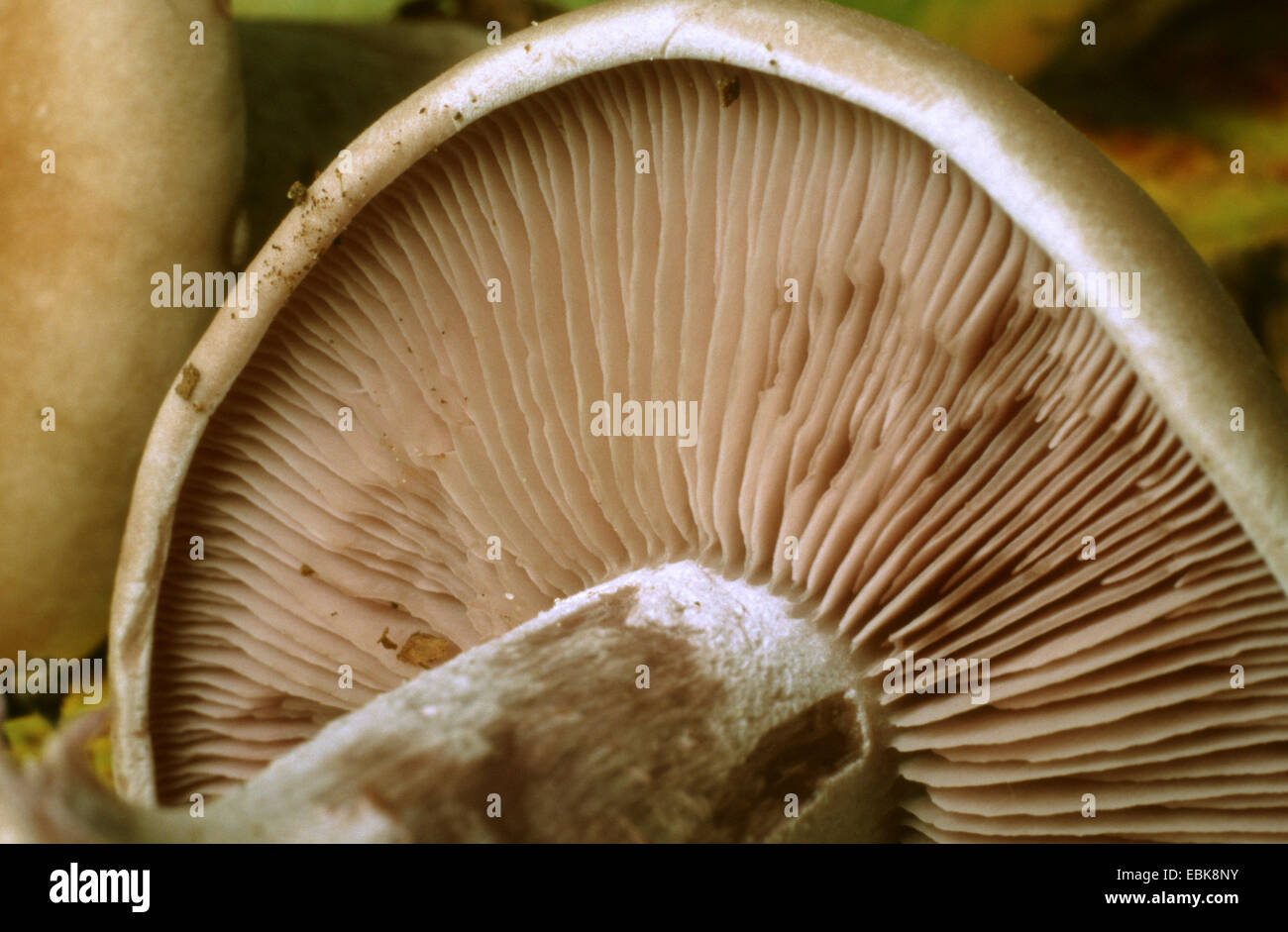 wood blewit (Lepista nuda), underside of a hat with gills, Germany Stock Photo