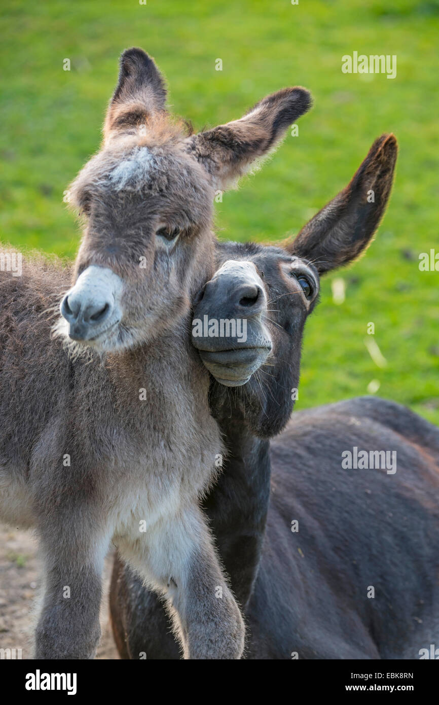 domestic donkey (Equus asinus f. asinus), mare smooching with foal, Germany, North Rhine-Westphalia Stock Photo