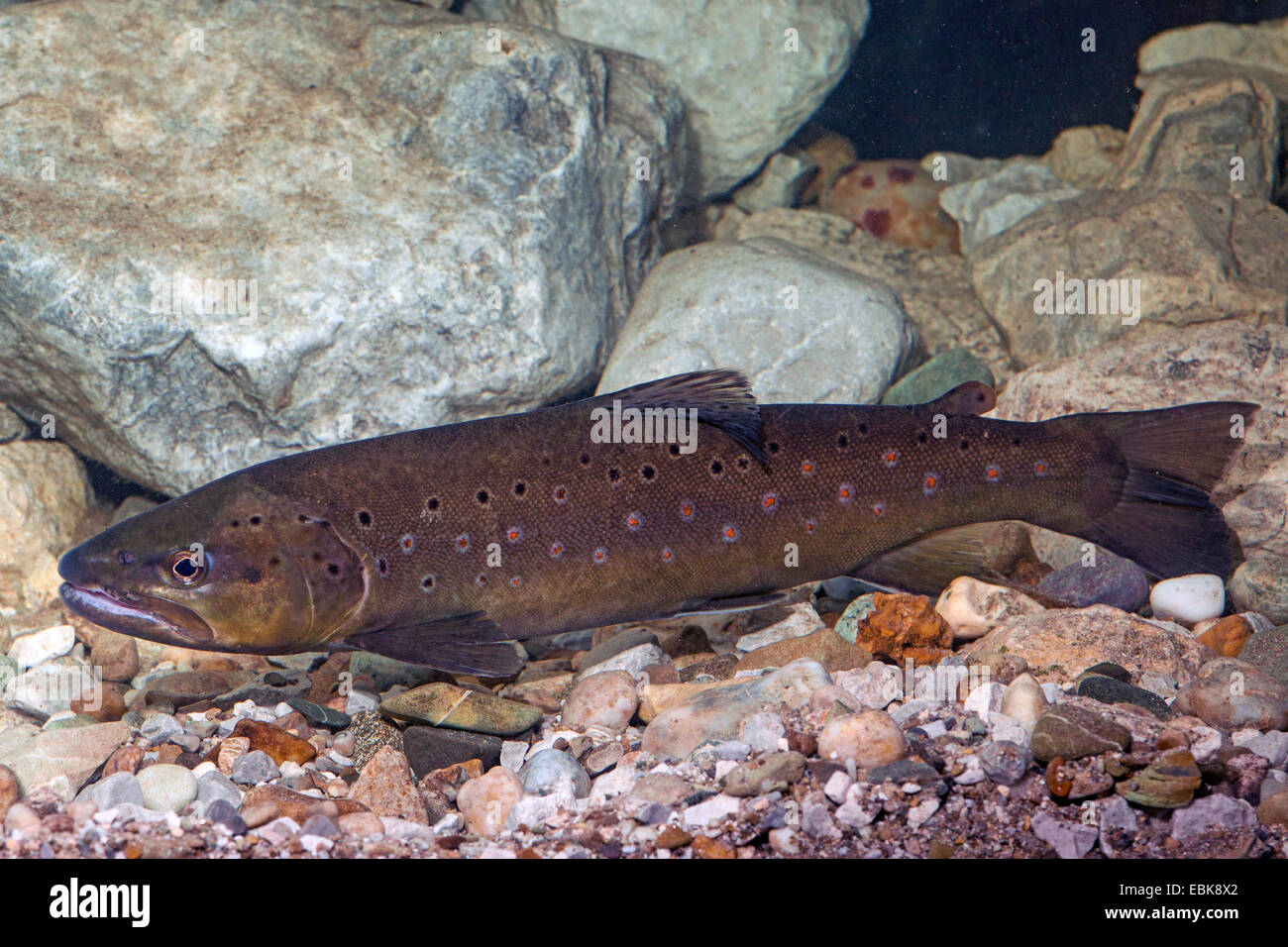brown trout, river trout, brook trout (Salmo trutta fario), milkner over water ground covered with limestones, Germany Stock Photo
