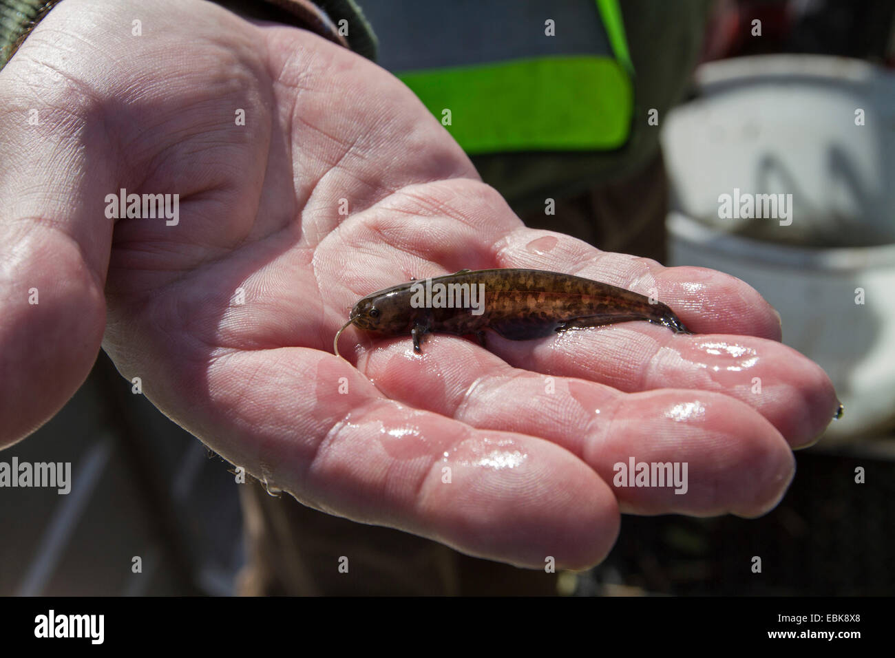European catfish, wels, sheatfish, wels catfish (Silurus glanis), juvenile on a hand, Germany Stock Photo