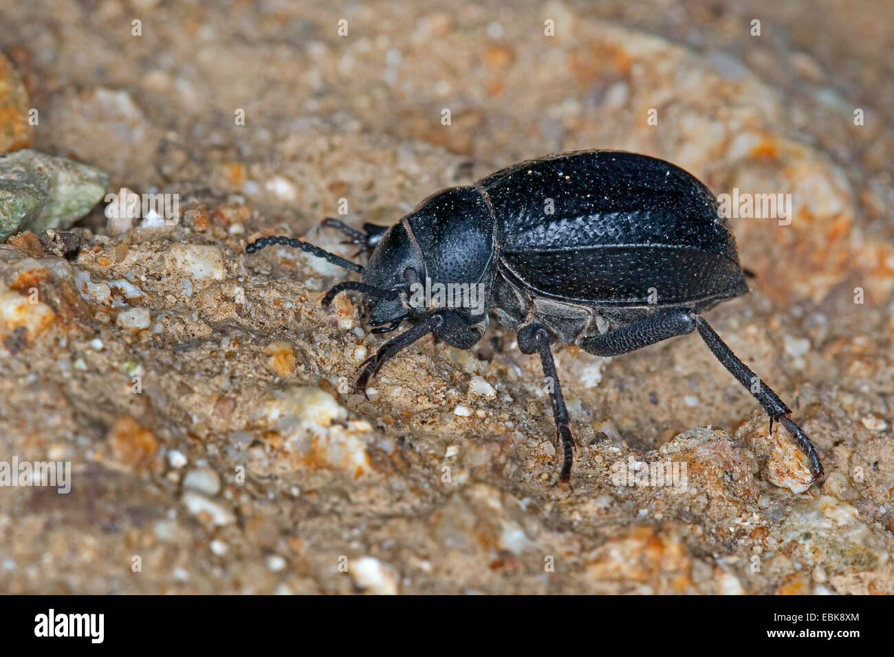 Pimelia hires stock photography and images Alamy