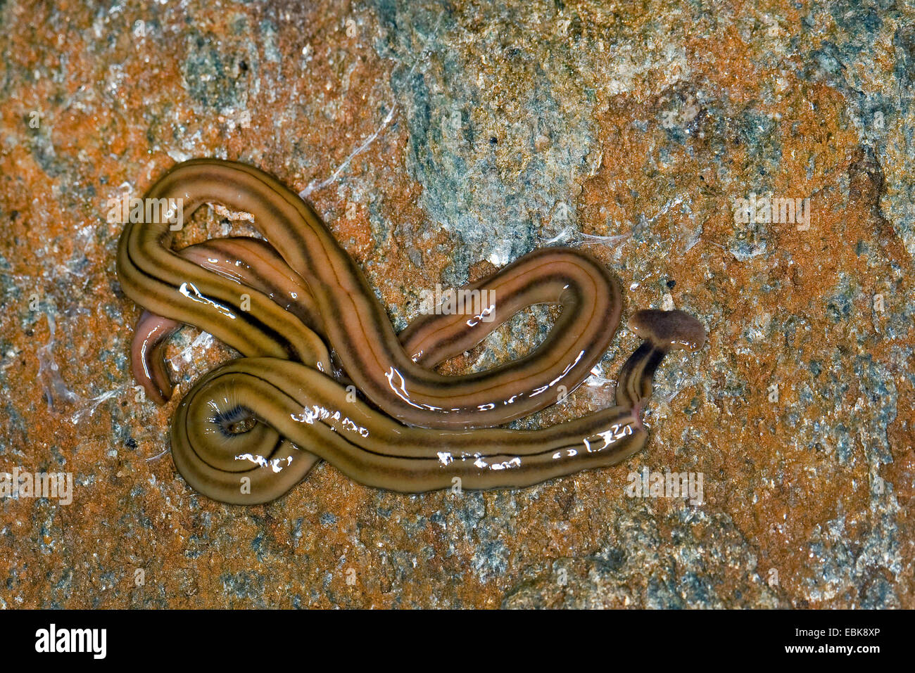 Shovel-headed Garden Worm, Shovel-headed Garden Flatworm, hammerhead worm, broadhead planarian (Bipalium kewense, Placocephalus kewensis, Sphyrocephalus kewense), Germany Stock Photo