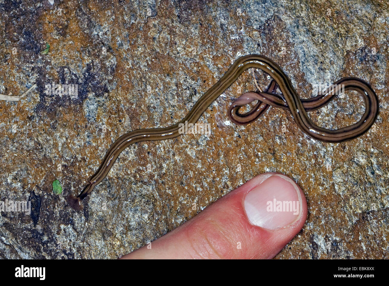 download garden worm