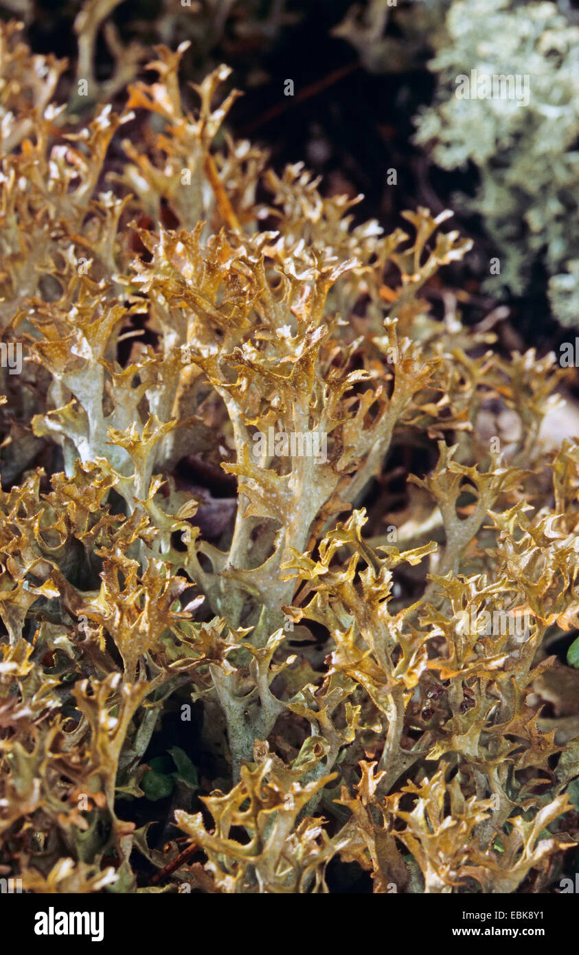 iceland moss (Cetraria islandica), Germany Stock Photo