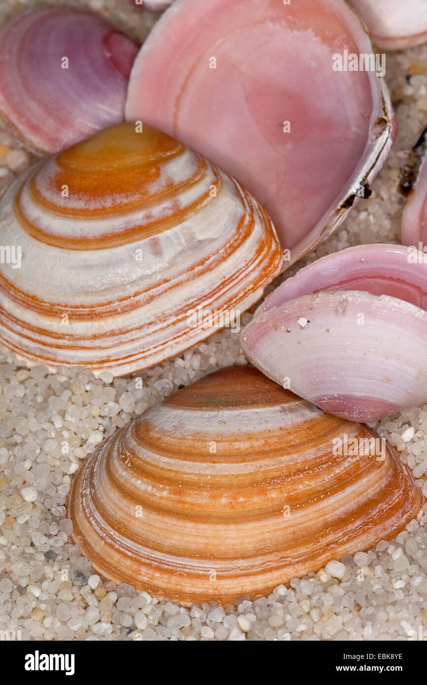 Baltic macoma (Macoma balthica, Macoma baltica, Tellina balthica), shells lying on thr beach, Germany Stock Photo