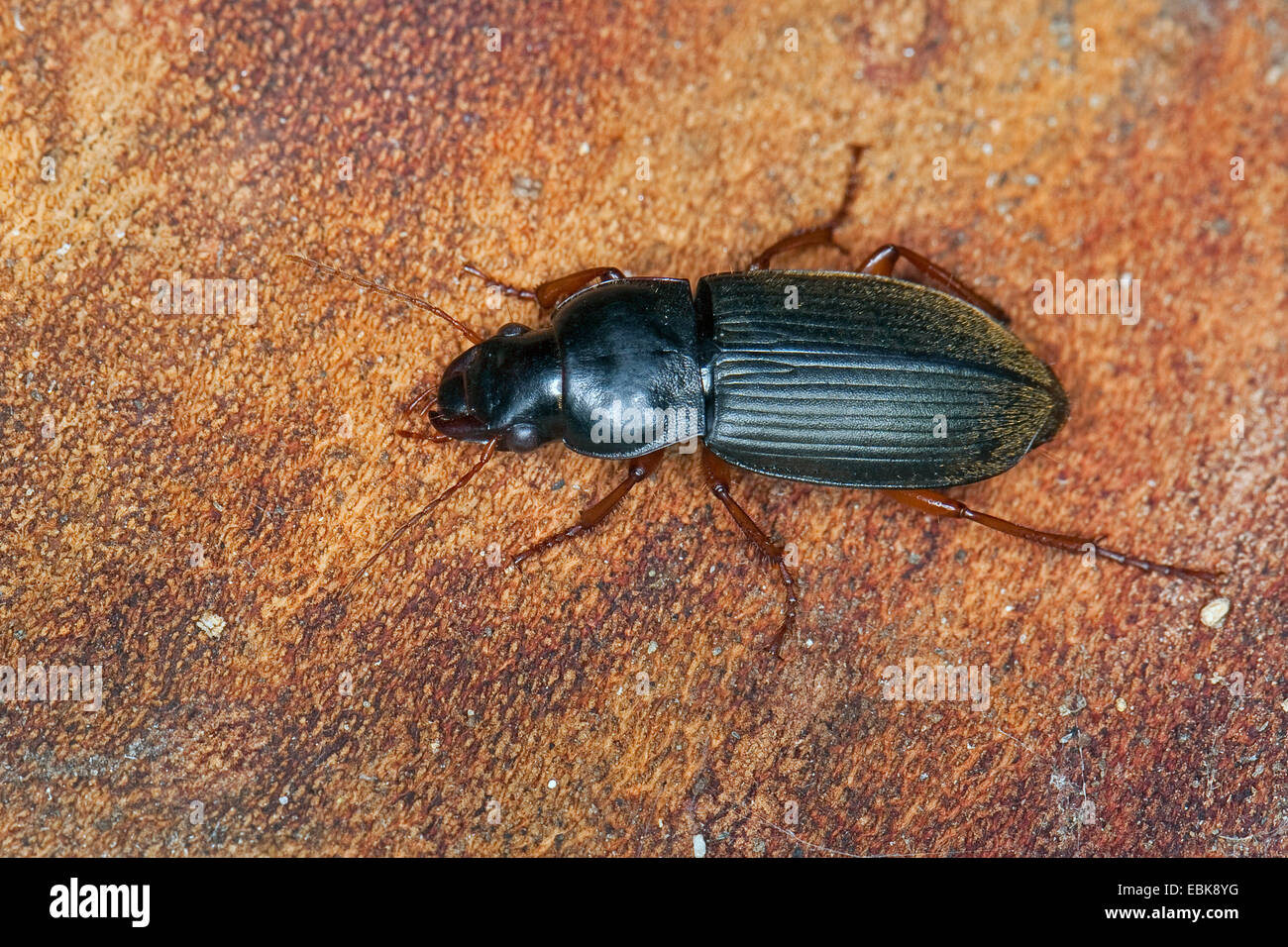Strawberry Seed Beetle (Harpalus rufipes, Pseudoophonus rufipes