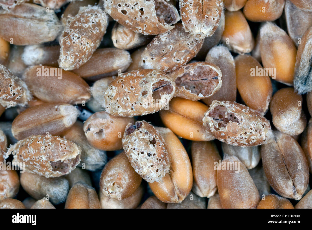 Wheat weevil, Granary weevil, Grain weevil (Sitophilus granarius, Calandra granaria, Curculio contractus), eroding of wheat grains, Germany Stock Photo