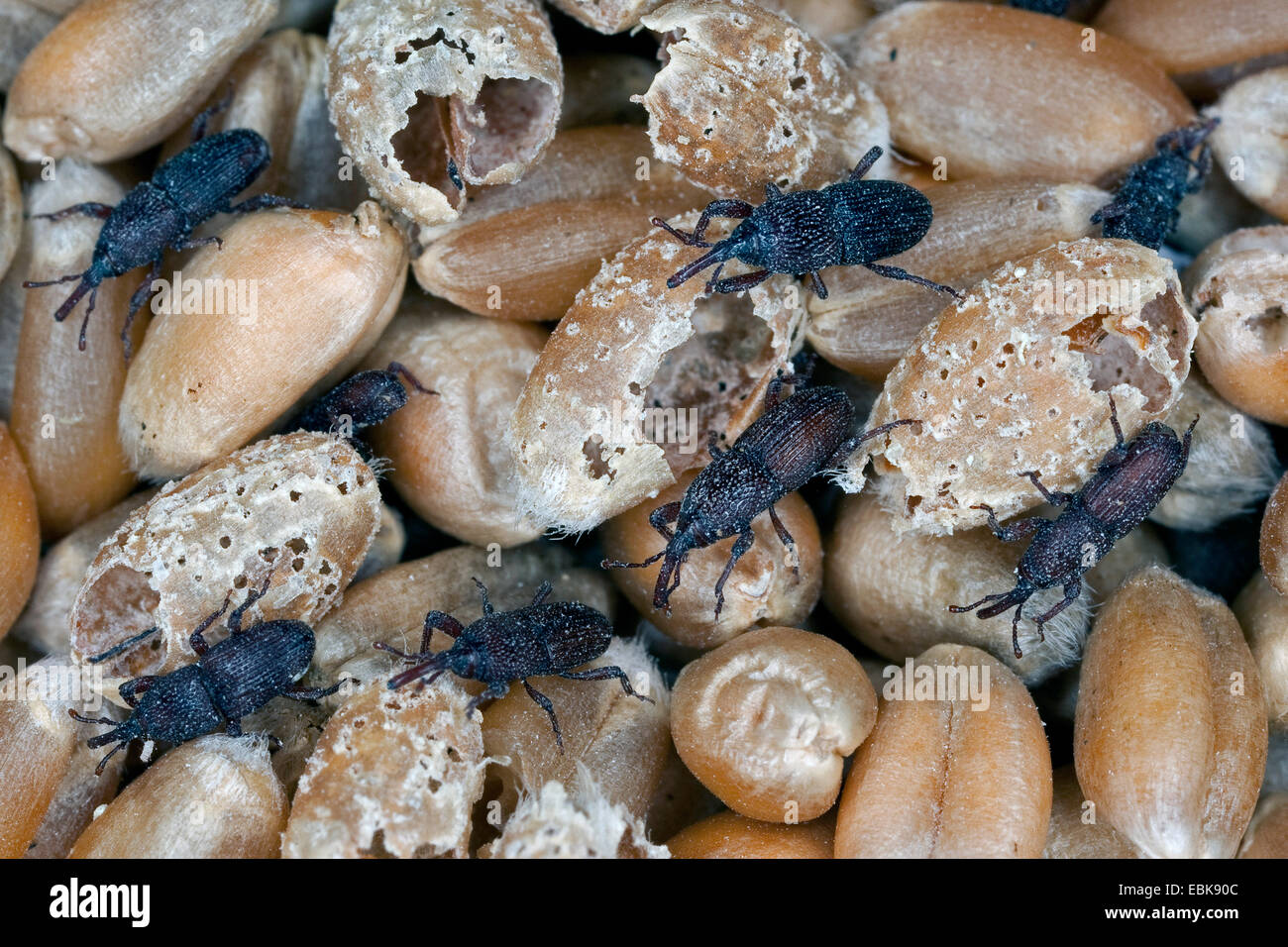 Wheat weevil, Granary weevil, Grain weevil (Sitophilus granarius, Calandra granaria, Curculio contractus), eroding of wheat grains, Germany Stock Photo