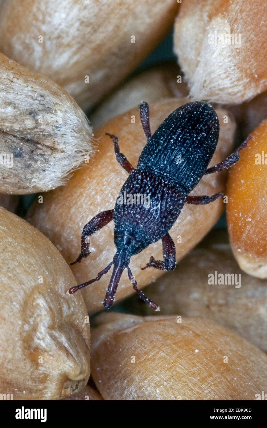 Wheat weevil, Granary weevil, Grain weevil (Sitophilus granarius