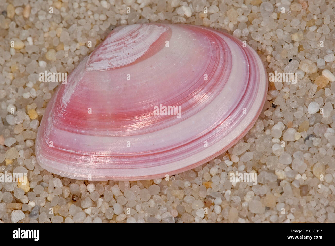 Baltic macoma (Macoma balthica, Macoma baltica, Tellina balthica), shell lying on thr beach, Germany Stock Photo