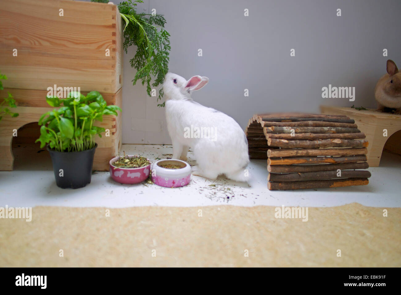 Netherland Dwarf (Oryctolagus cuniculus f. domestica), two dwarf