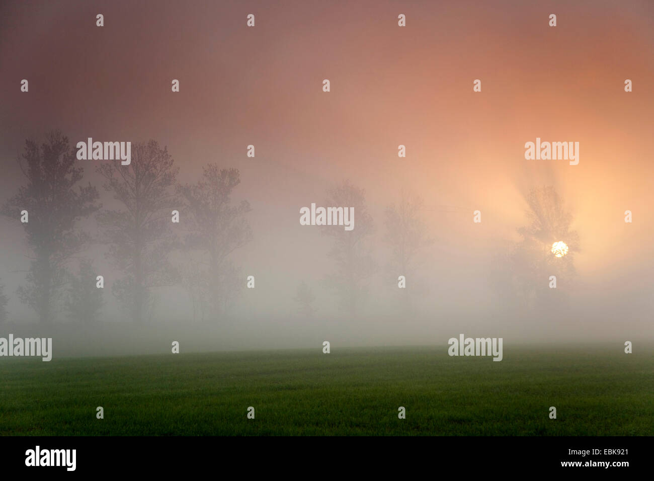 alley im morning mist in autumn, Germany, Saxony, Vogtlaendische Schweiz Stock Photo