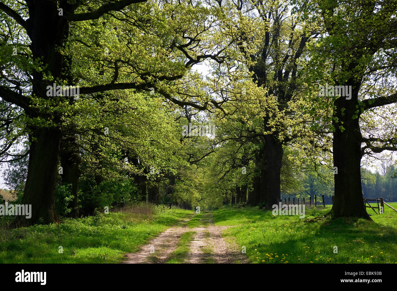 oak (Quercus spec.), oak alley in spring, Germany, Hesse Stock Photo