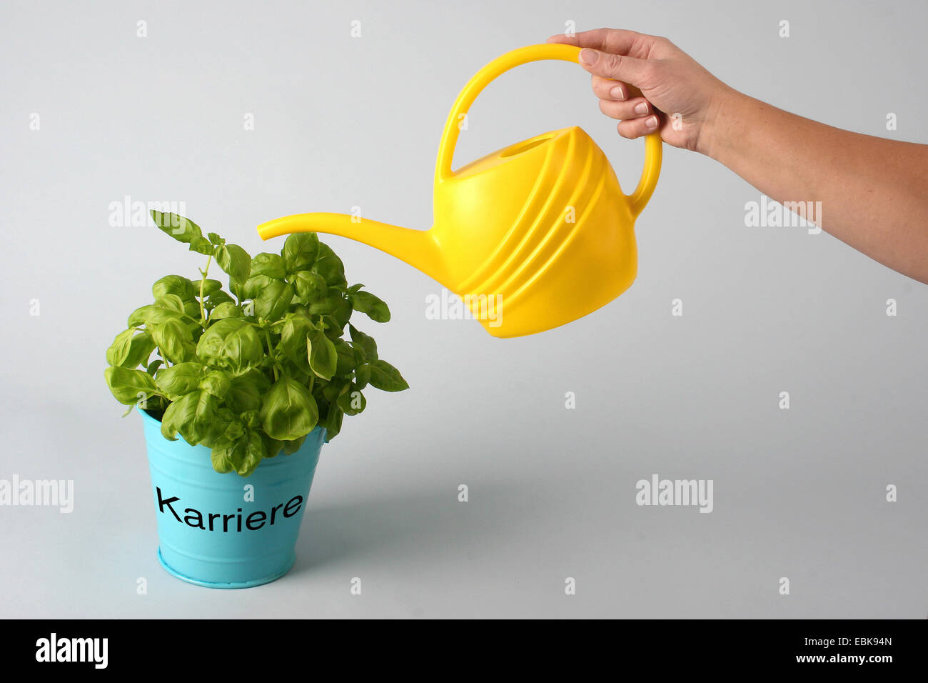 sweet basil (Ocimum basilicum), in a flower pot with the sign career