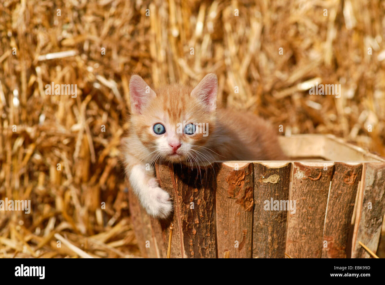 domestic cat, house cat (Felis silvestris f. catus), kitten looking out of a wooden basket, Germany Stock Photo