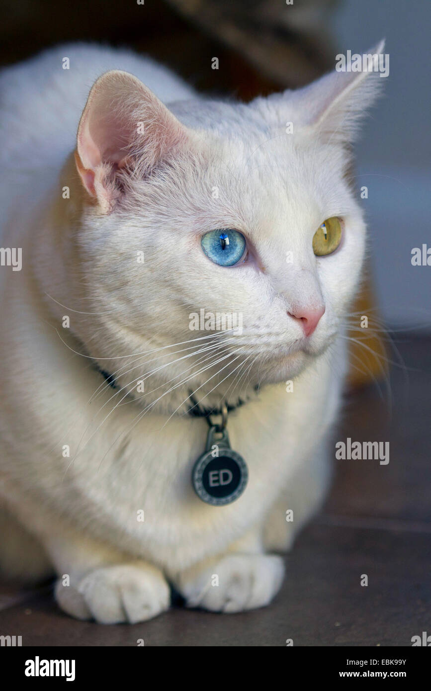 domestic cat, house cat, Turkish Van (Felis silvestris f. catus), odd-eyed white male Stock Photo
