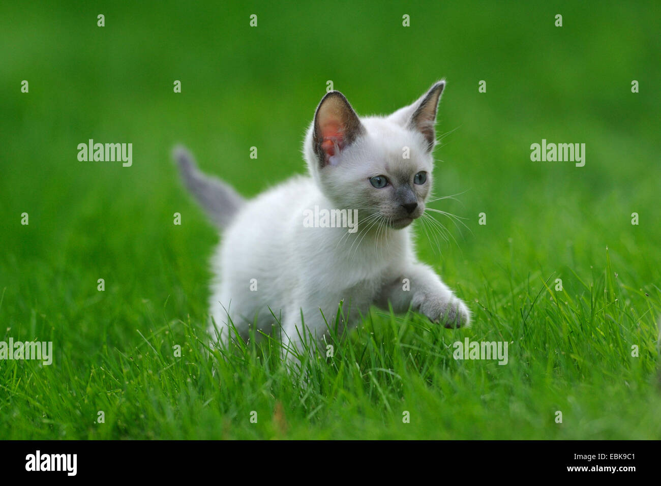 Siam Seal Point cat (Felis silvestris f. catus), kitty in a meadow Stock Photo