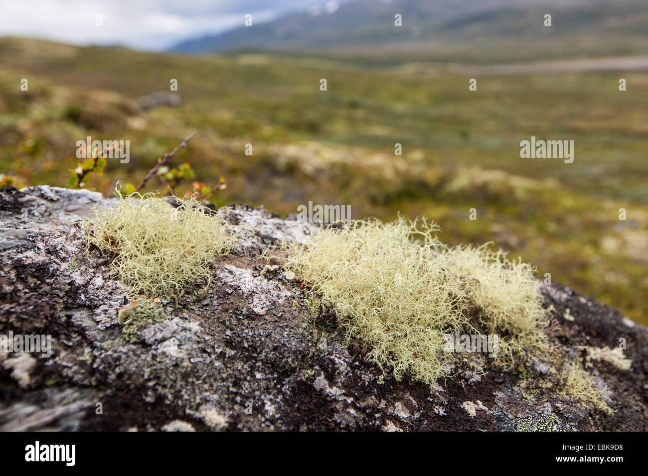 Alectoria ochroleuca (Alectoria ochroleuca), on a rock, Norway, Dovrefjell Sunndalsfjella National Park Stock Photo