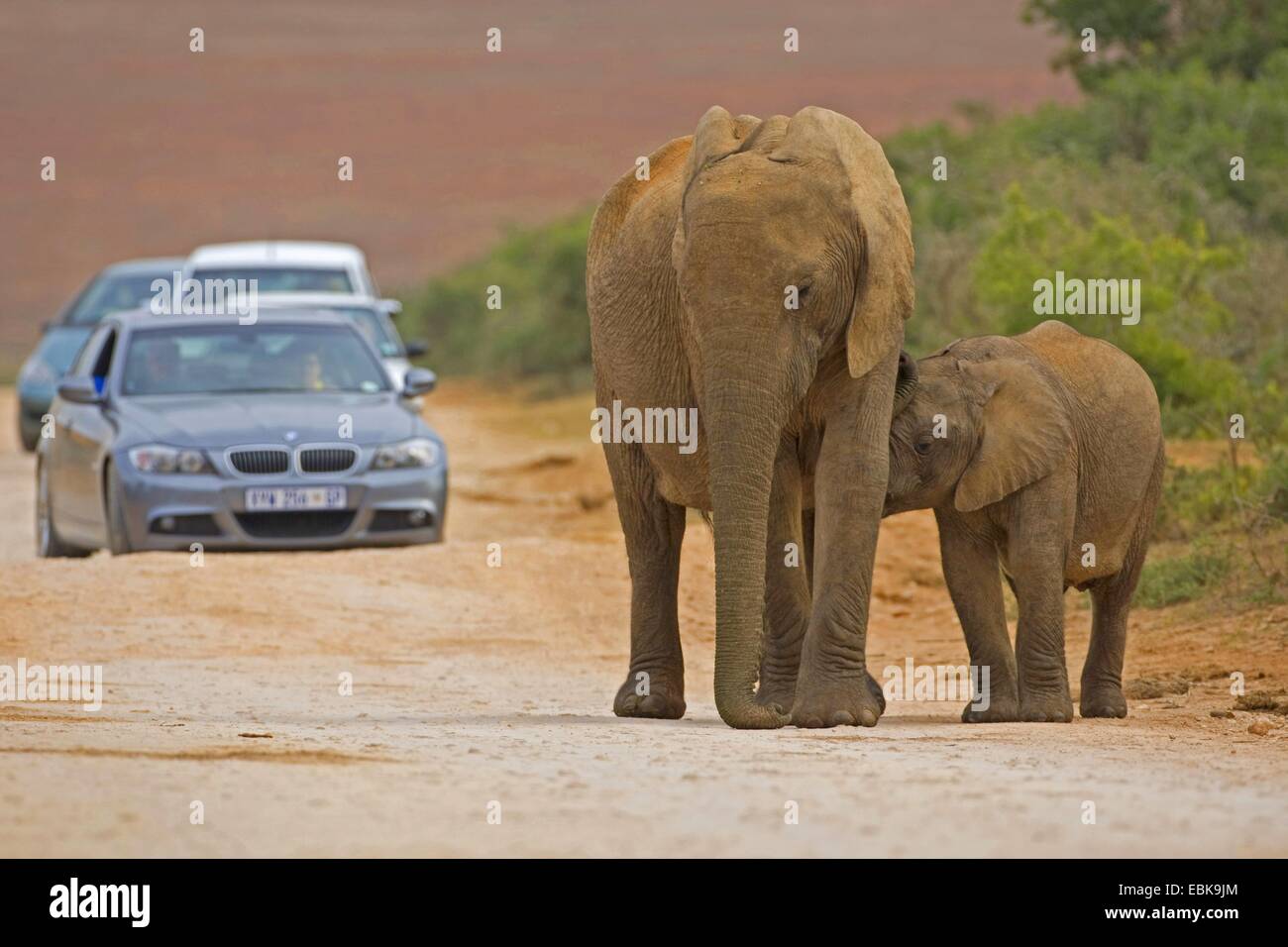 African elephant (Loxodonta africana), calf suckling on gravel road, South Africa, Eastern Cape, Addo Elephant National Park Stock Photo