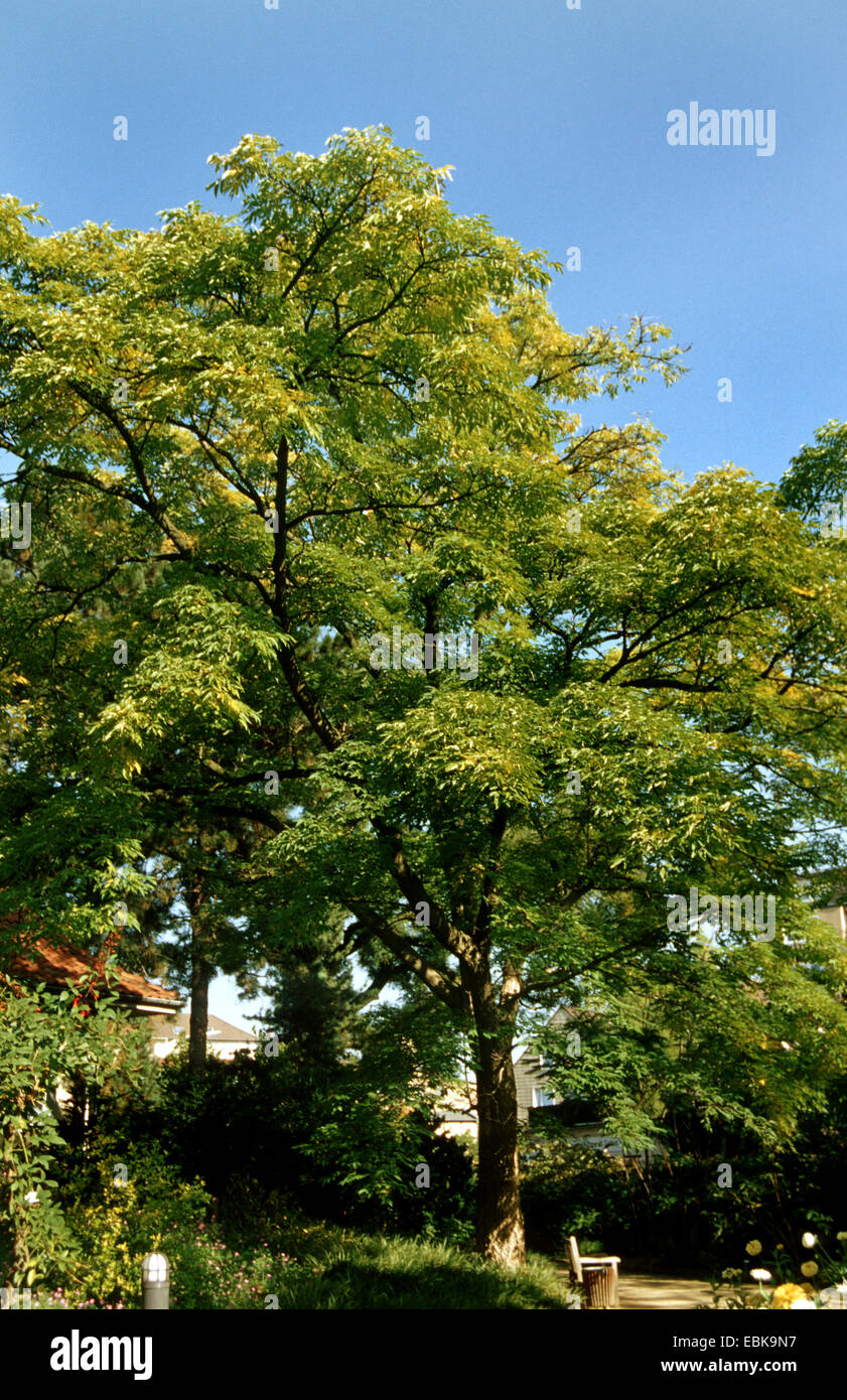 Amur cork tree (Phellodendron amurense), trees in a park, Germany Stock