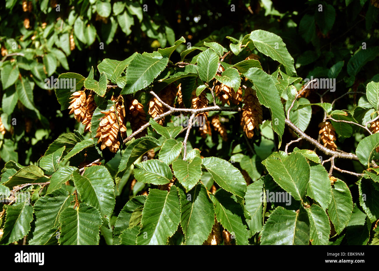 European Hop-Hornbeam (Ostrya carpinifolia), fruiting branch, Germany Stock Photo