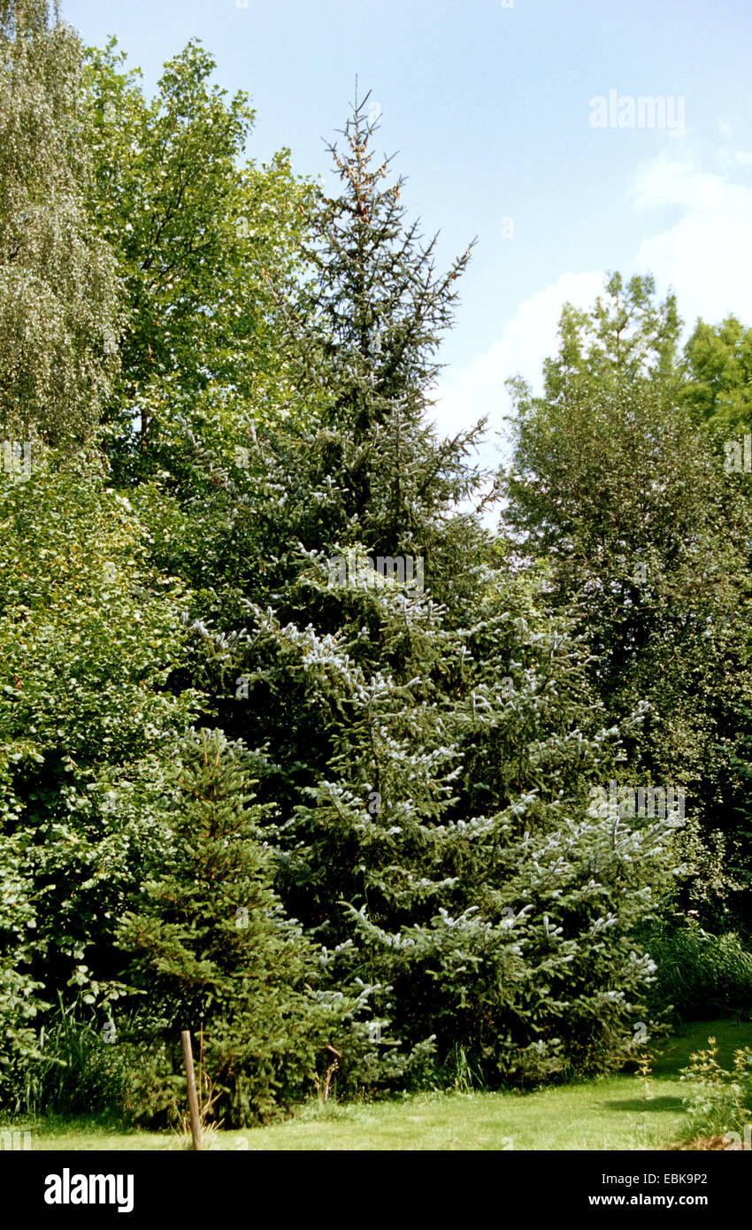 sitka spruce (Picea sitchensis), in a park Stock Photo